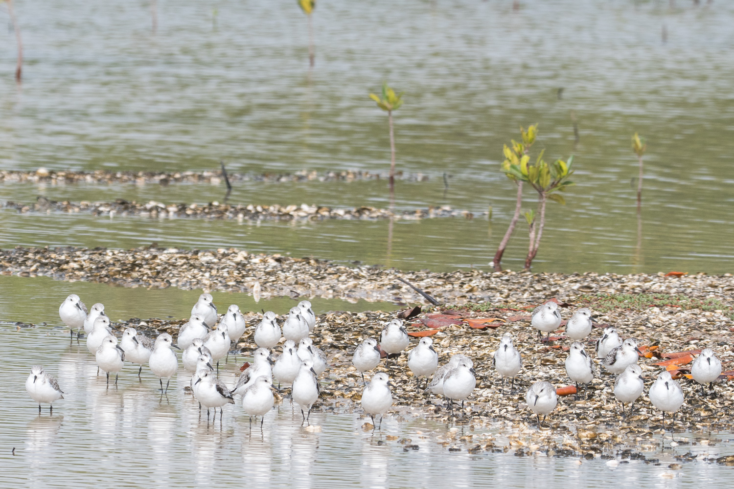 Bécasseaux Sanderling (Sanderling, Calidris Alba), Réserve Naturelle d'Intérêt Communautaire de La Somone.